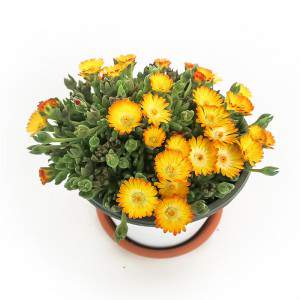 Delosperma - Sukulent - 14cm żółta doniczka