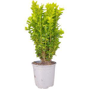 Boxwood or Buxus Sempervirens height 30cm