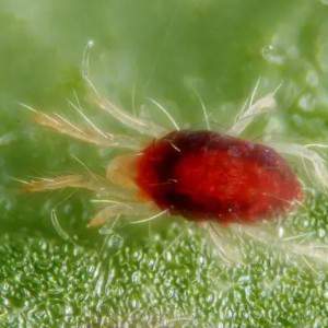red plant mite fight against