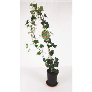 bluszczowy wazon 14 wysokich zielonych i pstrych liści