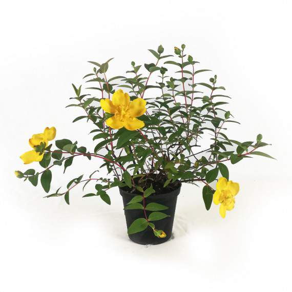 Hypericum Moserianum