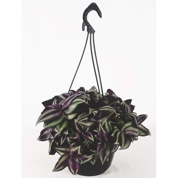 Tradescantia Zerbina in Vaso e in Basket