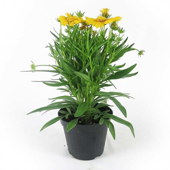 COREOPSIS VASE 14cm