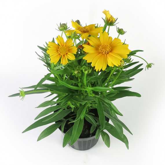 COREOPSIS VASE 14cm