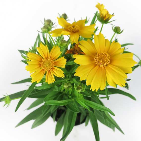 COREOPSIS VASE 14cm