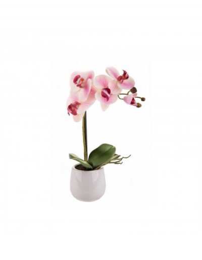 Phalaenopsis con jarrón rosa