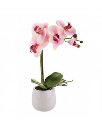 Phalaenopsis mit rosa Vase