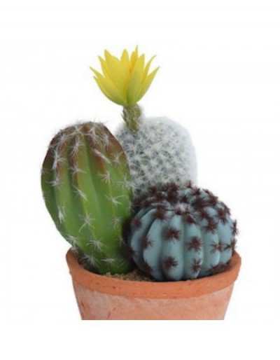Cactus in vaso di...