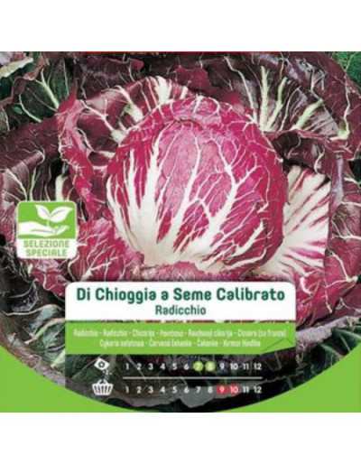 Semi di Radicchio di...