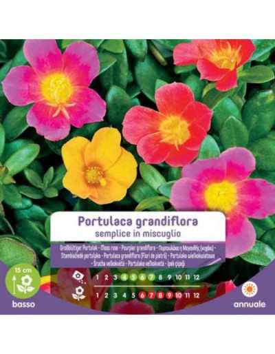 Enkla Portulaca Grandiflora...