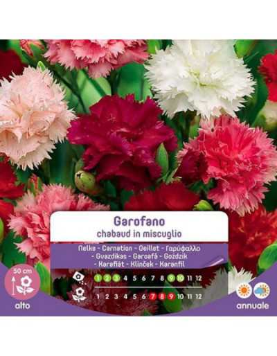 Mixed Carnation Seeds Chabaud