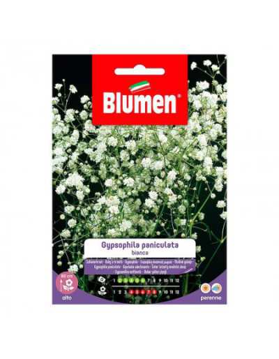Gypsophila Paniculata weiße...