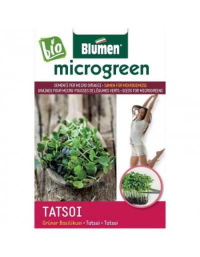 Samen für Tatsoi Microgermogli