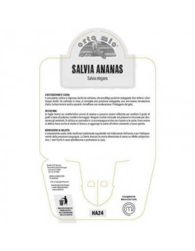 Piantina di Salvia Ananas...