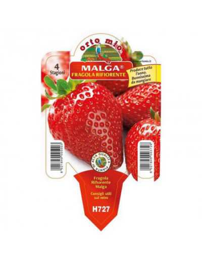 Malga Remontant Strawberry Plant in Pot