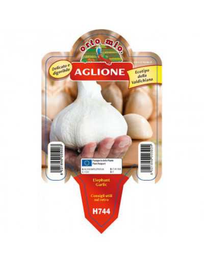Aglione vitlöksväxt från...