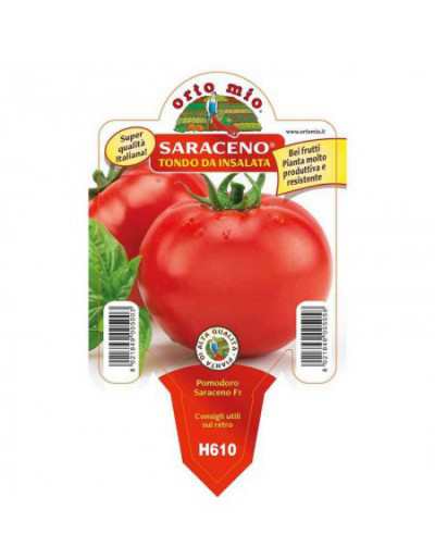 Tondo Saraceno tomatplanta...