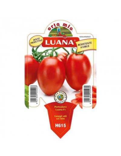 Luana Owalny Pomidor...