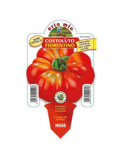 Florentinsk Costoluto tomatplanta i kruka