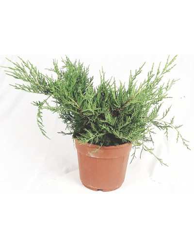 Ginepro vaso 17cm