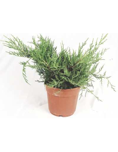 Juniper Flowerpot 17 cm