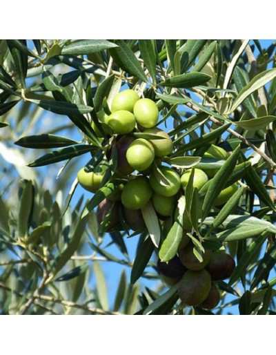 Olive flowerpot Italian Olea