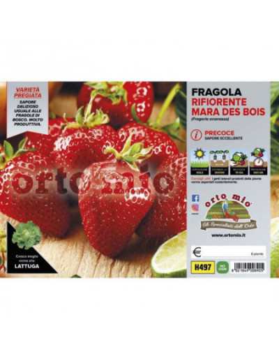 Plantas de morango...