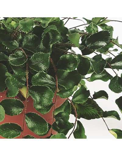 Pellaea Rotundifolia - Hojas de botón de helecho