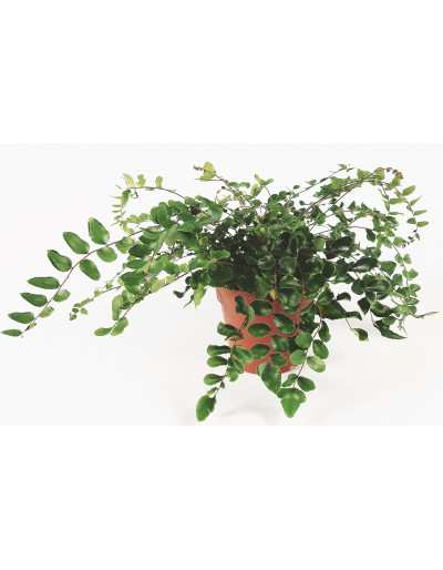 Pellaea Rotundifolia - Felce Bottone