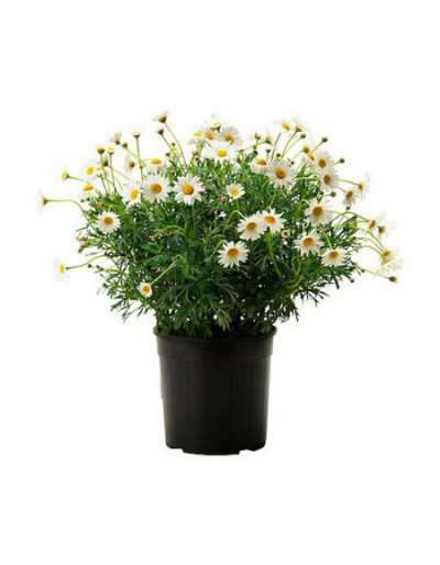 Gänseblümchen in 18 cm Vase