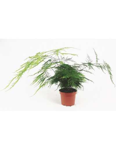 Asparagine - Plante d&#039;asperge soyeuse