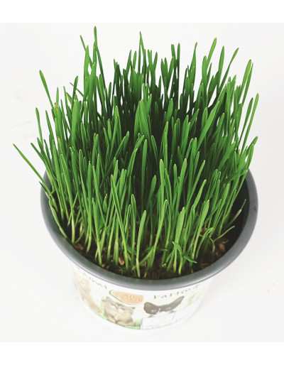 Grass for cats in pots with fibers, mineral salts and vitamins