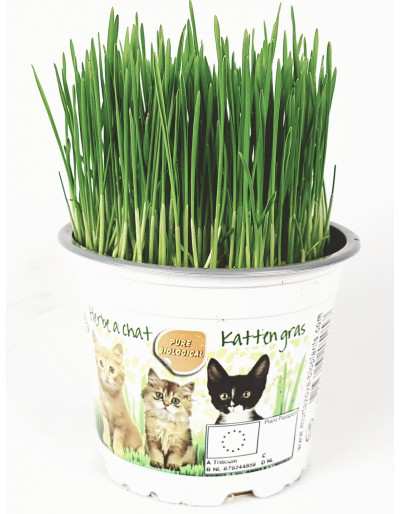 Gras für Katzen im Topf 12cm