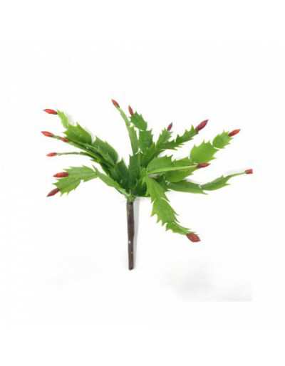 Branche d&#039;Epiphyllum Bell