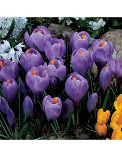 Bulbi di Crocus Grand Maitre