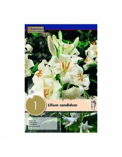 Birne von Lilium Candidum