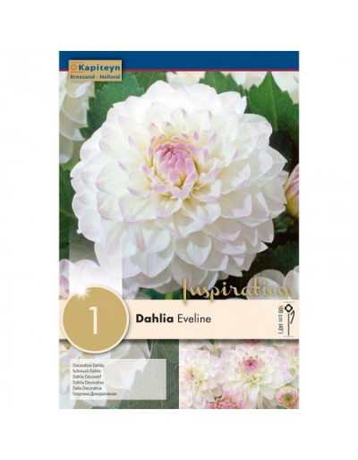 Bulbe à fleurs d'été Dahlia Eveline