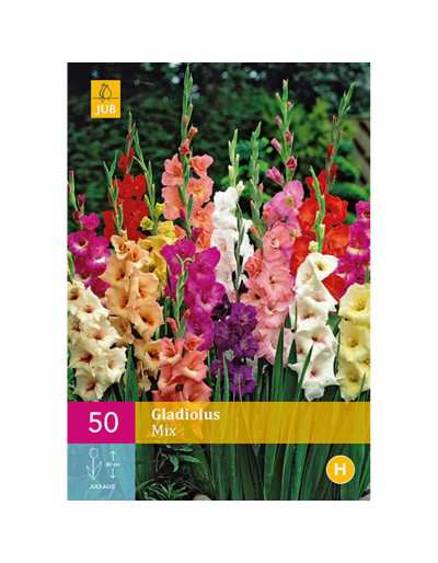 Gladiolus Mix Colors 50 żarówek
