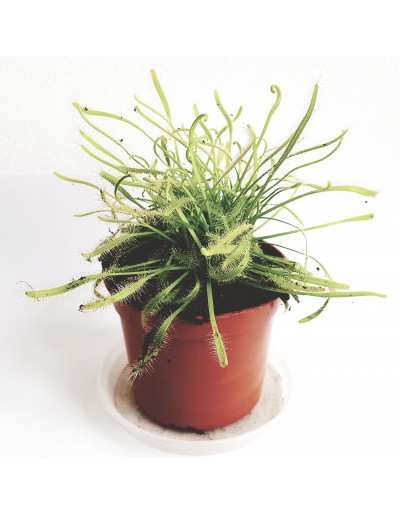 Sundew Carnivorous plant