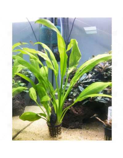 Plante pour Aquarium...