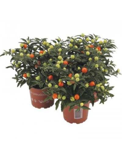 Solanum Pseudocapsicum...