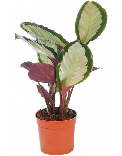 CALATHEA PICTURATA ARGENTEA