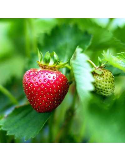 Fragole in vaso