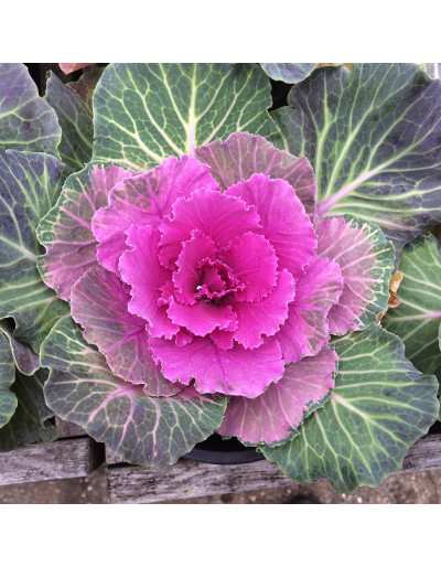 BRASSICA IN VASE