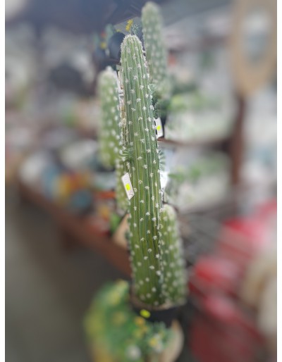 Cactus mexicain avec le pot