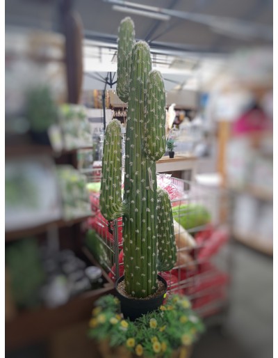 Mexikansk kaktus med kruka