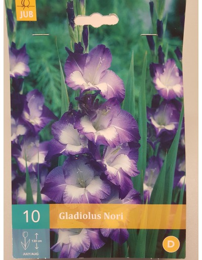 Gladiolus Nori fioletowy biały 10 żarówek